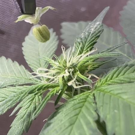 Homemade seed | Living Soil | Lazy grow