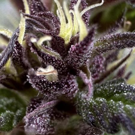 Open Pollination