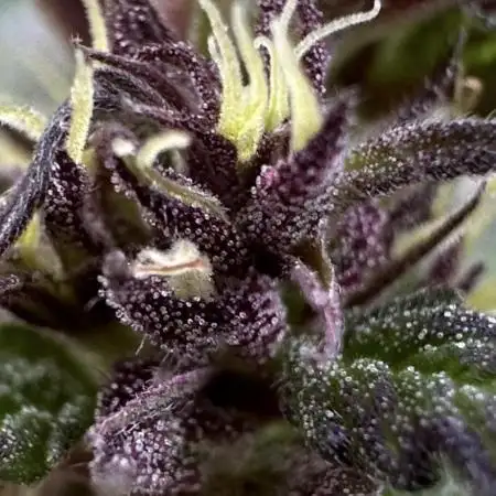 Open Pollination