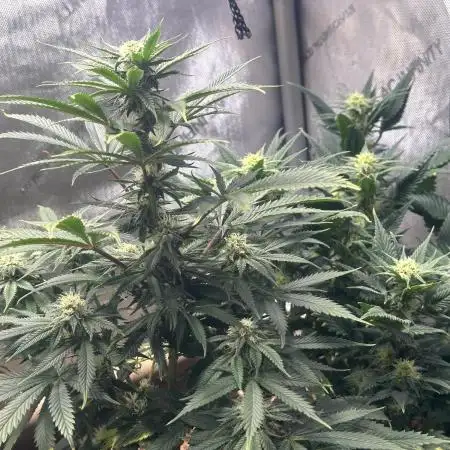 Gas GPT