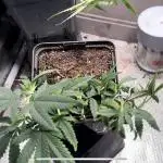 Mother Plant Lemon Blanco V3🍋