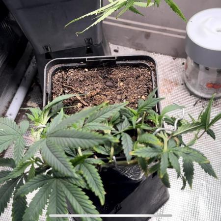 Mother Plant Lemon Blanco V3🍋