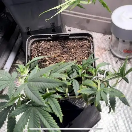 Mother Plant Lemon Blanco V3🍋