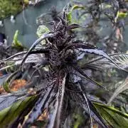 Mutation strain Elite 🌱