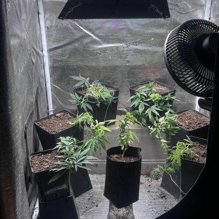 Mother Plant Lemon Blanco V3🍋