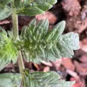 The outdoor banger is back(mother plant)