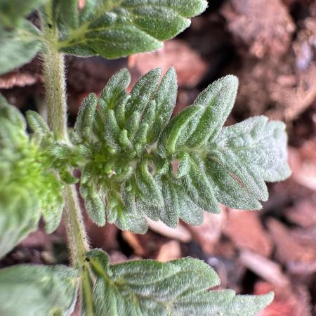 The outdoor banger is back(mother plant)