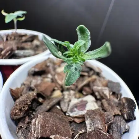 Frosty Auto in a cup