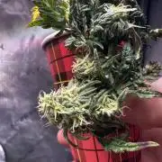 Frosty Auto in a cup