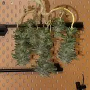 Millésime Bonsaï Project 👅