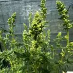 Open Pollination