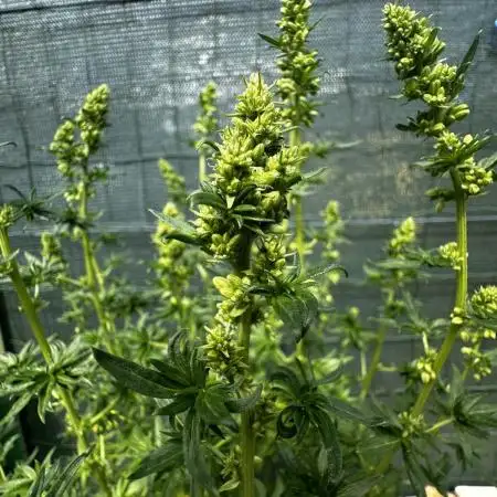 Open Pollination