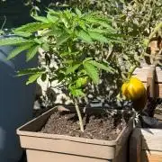 Flatulence Terpènique. 🌪️ Plant mâle.