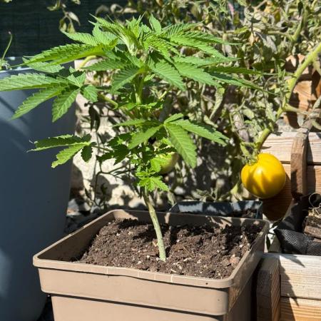 Flatulence Terpènique. 🌪️ Plant mâle.