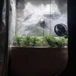 No-thill soil Indoor with good strain