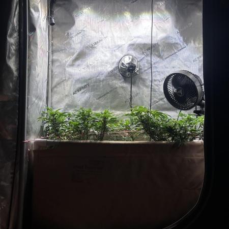 No-thill soil Indoor with good strain