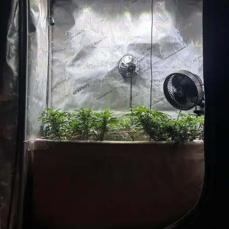 No-thill soil Indoor with good strain