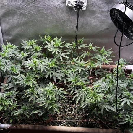 No-thill soil Indoor with good strain