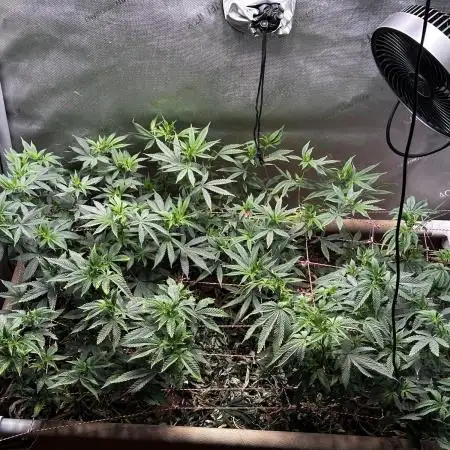 No-thill soil Indoor with good strain