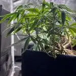 Millésime Bonsaï Project 👅