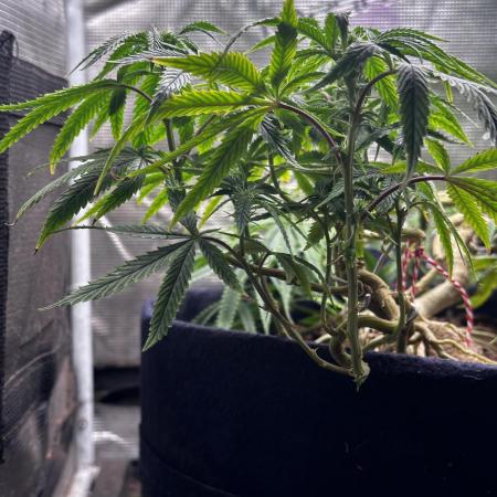 Millésime Bonsaï Project 👅