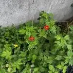 Mix seed terpyz Outdoor