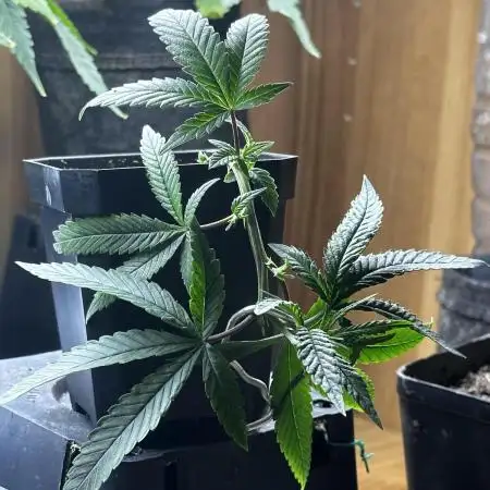 Mother Plant Lemon Blanco V3🍋