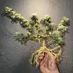 High Contact Bonsaï Project 👅