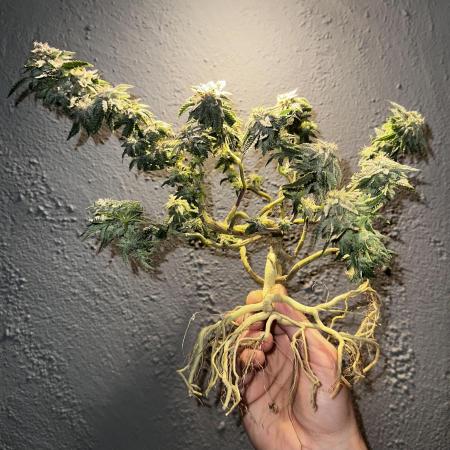 High Contact Bonsaï Project 👅