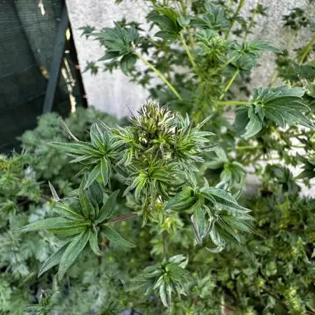 Terpyz ABC feral fuel outdoor