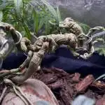 Hard BDSM Lao Highland Tribe Bonsaï