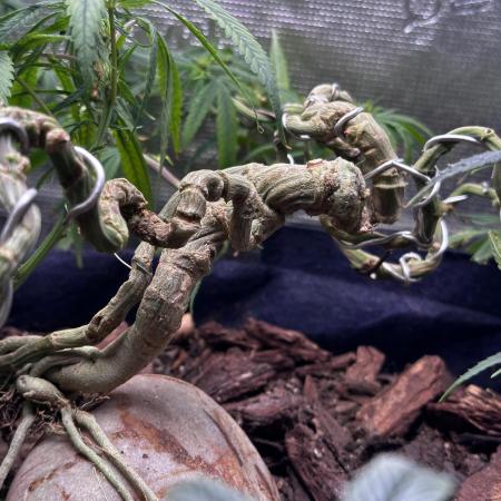 Hard BDSM Lao Highland Tribe Bonsaï