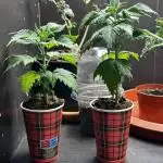 I hope to have a raptor 