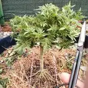 George became Bush (Outdoor Banger)