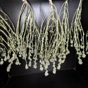 No-thill soil Indoor with good strain