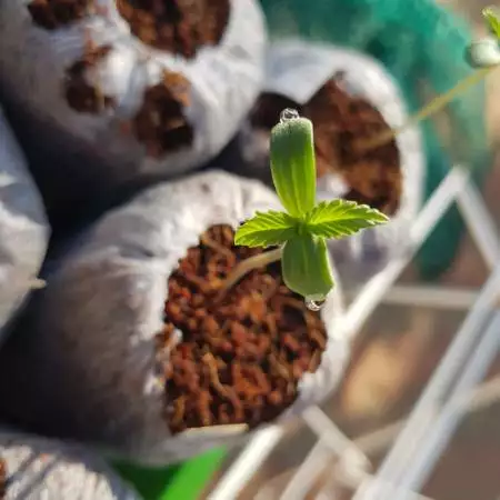 1st Grow Mega style 