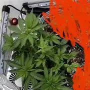 Mental rainbow F1 (HeyAbby420pro)