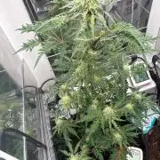 Frosty's purple Freak hey abby