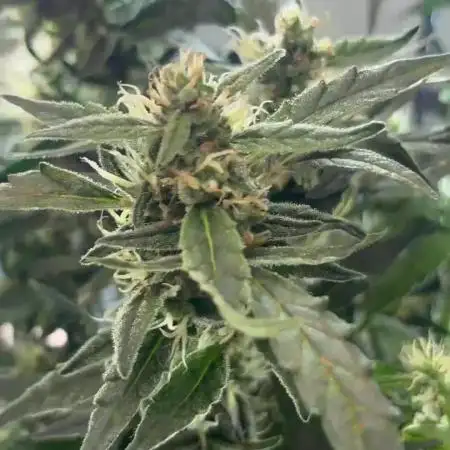Heyabby420pro (gelato_auto fastbuds)soil