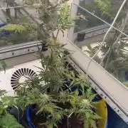 Frosty auto freak hey Abby 420pro