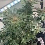 Mental rainbow F1 (HeyAbby420pro)