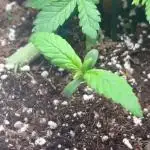 Mini bonsai auto mix (heyabby 420 pro)