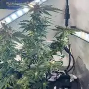 Mental rainbow F1 (HeyAbby420pro)