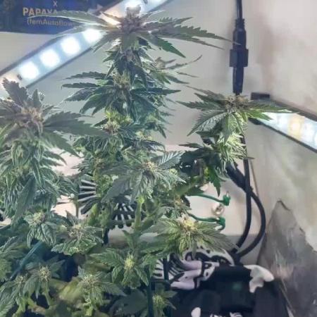 Mental rainbow F1 (HeyAbby420pro)