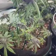 Mini bonsai auto mix (heyabby 420 pro)