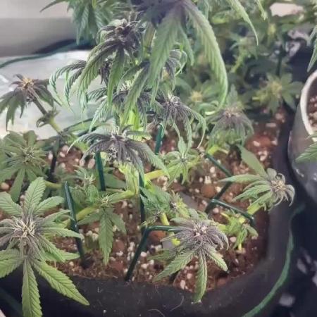 Mini bonsai auto mix (heyabby 420 pro)