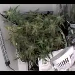 Heyabby420pro (gelato_auto fastbuds)soil