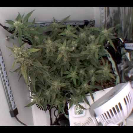 Heyabby420pro (gelato_auto fastbuds)soil