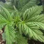 Mental rainbow F1 (HeyAbby420pro)