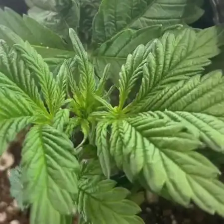 Mental rainbow F1 (HeyAbby420pro)